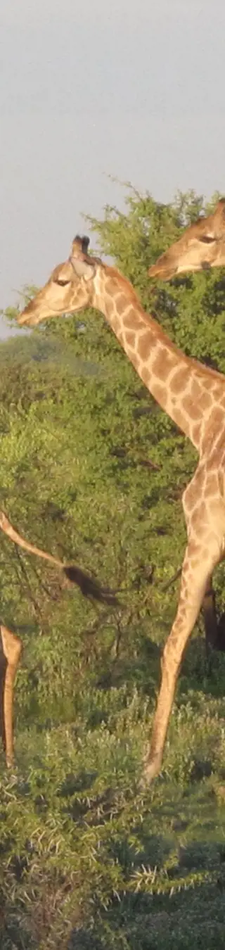 Giraffen